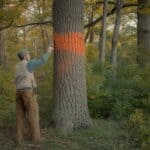 A licensed consulting forester in work pants and a canvas vest marks a large red oak tree with orange paint in a small northeastern hardwood woodlot. Morning light through a mixed canopy of oak, maple, and beech. Forest floor visible with some invasive shrub understory. Catskill Mountains region, New York. Photorealistic, wide shot, documentary style, autumn light.