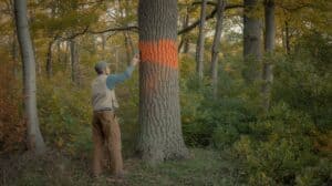 A licensed consulting forester in work pants and a canvas vest marks a large red oak tree with orange paint in a small northeastern hardwood woodlot. Morning light through a mixed canopy of oak, maple, and beech. Forest floor visible with some invasive shrub understory. Catskill Mountains region, New York. Photorealistic, wide shot, documentary style, autumn light.