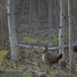 A ruffed grouse stands in a dense tangle of young aspen saplings in a northeastern hardwood forest. Morning light filtering through bare early-spring branches. Forest floor visible with leaf litter and scattered native ferns. Catskill Mountains region, New York. Photorealistic, wildlife photography style, shallow depth of field, golden hour.
