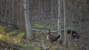 A ruffed grouse stands in a dense tangle of young aspen saplings in a northeastern hardwood forest. Morning light filtering through bare early-spring branches. Forest floor visible with leaf litter and scattered native ferns. Catskill Mountains region, New York. Photorealistic, wildlife photography style, shallow depth of field, golden hour.
