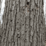 Close-up of an ash tree trunk in a Hudson Valley New York forest showing visible EAB damage: D-shaped exit holes in the gray bark, vertical bark splits, and woodpecker excavation marks on the upper trunk. Overcast forest light, other ash trees visible and declining in the background. Documentary nature photography style, sharp detail on the bark surface, no filters, muted earth tones.