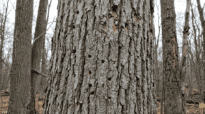 Close-up of an ash tree trunk in a Hudson Valley New York forest showing visible EAB damage: D-shaped exit holes in the gray bark, vertical bark splits, and woodpecker excavation marks on the upper trunk. Overcast forest light, other ash trees visible and declining in the background. Documentary nature photography style, sharp detail on the bark surface, no filters, muted earth tones.