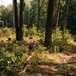 A thinned woodland stand in Sullivan County New York — recently cut stumps visible among retained mature oaks and cherry trees. Dense raspberry and young regenerating stems already establishing in the light-filled opening. A white-tailed deer trail clearly visible entering the thinned area from the adjacent mature forest. Morning light filtering through the expanded canopy gaps. Documentary photography style, warm earth tones, no filters. The mood is purposeful abundance — a place that feels alive and used.
