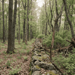 Side-by-side view of two adjacent forest stands in Sullivan County New York separated by a fence line or stone wall. Left stand shows a mature, well-structured forest with straight-boled black cherry and oak trees and a relatively clean understory. Right stand shows a dense, crowded woodland with red maple dominance and heavy invasive shrub understory. Natural overcast light, muted earth tones, documentary photography style, no filters. The visual contrast between managed and unmanaged stands tells the story immediately.