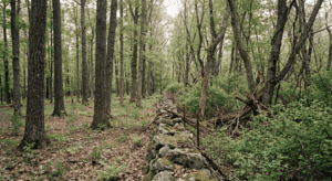 Side-by-side view of two adjacent forest stands in Sullivan County New York separated by a fence line or stone wall. Left stand shows a mature, well-structured forest with straight-boled black cherry and oak trees and a relatively clean understory. Right stand shows a dense, crowded woodland with red maple dominance and heavy invasive shrub understory. Natural overcast light, muted earth tones, documentary photography style, no filters. The visual contrast between managed and unmanaged stands tells the story immediately.