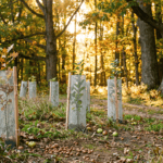 A realistic, editorial-style outdoor photograph on a rural property in the Hudson Valley region of New York, taken in golden early-autumn light. The scene shows a young mixed planting of oak and apple saplings protected by mesh tree shelters, arranged in a loose row along the edge of a mature hardwood forest. Fallen acorns and a few dropped apples are visible scattered on the ground near the tree shelters. Soft late-afternoon sunlight filters through the tree line in the background. Warm, natural color palette — golds, greens, browns, no oversaturation. Shot from a low three-quarter angle at eye level with the saplings to emphasize their scale against the mature forest behind them. Photorealistic, documentary/photojournalistic style, natural lens compression. No deer or people in frame. No text, no logos, no watermarks, no signage.