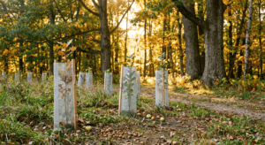 A realistic, editorial-style outdoor photograph on a rural property in the Hudson Valley region of New York, taken in golden early-autumn light. The scene shows a young mixed planting of oak and apple saplings protected by mesh tree shelters, arranged in a loose row along the edge of a mature hardwood forest. Fallen acorns and a few dropped apples are visible scattered on the ground near the tree shelters. Soft late-afternoon sunlight filters through the tree line in the background. Warm, natural color palette — golds, greens, browns, no oversaturation. Shot from a low three-quarter angle at eye level with the saplings to emphasize their scale against the mature forest behind them. Photorealistic, documentary/photojournalistic style, natural lens compression. No deer or people in frame. No text, no logos, no watermarks, no signage.