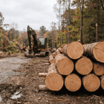 A realistic, editorial-style outdoor photograph on a rural wooded property in the Hudson Valley region of New York, taken in soft overcast daylight during fall. The scene shows a stack of freshly cut, high-quality hardwood sawlogs — oak and cherry, with visible clean cut ends showing tight, straight grain — neatly decked at the edge of a clearing, ready for a log truck. In the background, an excavator sits idle near a partially cleared section of forest, showing the site is mid-clearing. The composition emphasizes the contrast between the valuable stacked logs in the foreground and the ongoing clearing work behind them. Muted, natural color palette — browns, warm woodgrain tones, gray sky, no oversaturation. Shot from a low three-quarter angle at eye level with the log deck. Photorealistic, documentary/photojournalistic style, natural lens compression. No people in frame. No text, no logos, no watermarks, no signage.