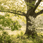 A realistic, editorial-style outdoor photograph on a rural property in the Hudson Valley region of New York, taken in soft morning light during late spring. The scene shows a mature white oak tree in full leaf with a small songbird perched on a lower branch, foraging among the fresh green leaves. In the middle distance, a young serviceberry shrub in white bloom stands near the base of the oak. Dew or soft morning light highlights the leaves. Natural, warm color palette — greens, soft golden light, no oversaturation. Shot from a slightly low angle looking up into the oak canopy to emphasize scale and light filtering through leaves. Photorealistic, documentary/nature-photography style, natural lens compression, shallow depth of field on the background. No text, no logos, no watermarks, no signage.