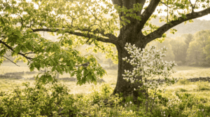 A realistic, editorial-style outdoor photograph on a rural property in the Hudson Valley region of New York, taken in soft morning light during late spring. The scene shows a mature white oak tree in full leaf with a small songbird perched on a lower branch, foraging among the fresh green leaves. In the middle distance, a young serviceberry shrub in white bloom stands near the base of the oak. Dew or soft morning light highlights the leaves. Natural, warm color palette — greens, soft golden light, no oversaturation. Shot from a slightly low angle looking up into the oak canopy to emphasize scale and light filtering through leaves. Photorealistic, documentary/nature-photography style, natural lens compression, shallow depth of field on the background. No text, no logos, no watermarks, no signage.
